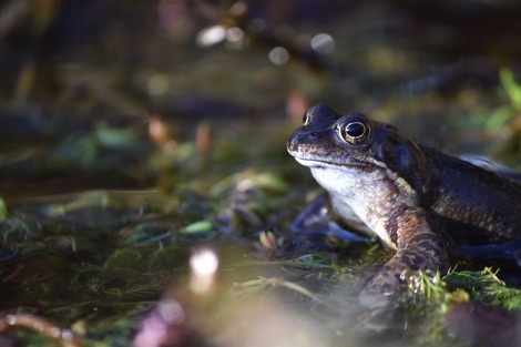 Frog in a pond